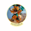 Flor Astromélia - Arquivos para Impressão e Recorte com Pinturas Digitais em PDF e Silhouette Studio