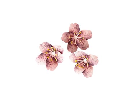 Flor de cerejeira