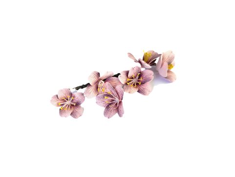 Flor de cerejeira