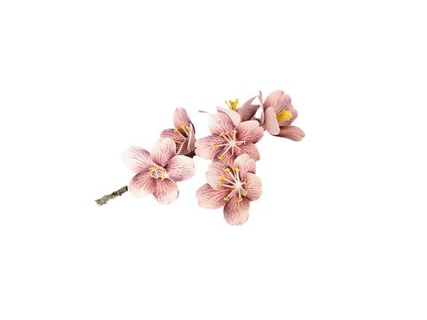Flor de cerejeira
