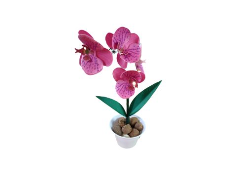 Flor Orquídea