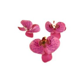Flor Orquídea – Arquivos para Impressão e Recorte com Pinturas...