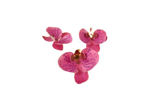 Flor Orquídea