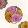 Flor Gérbera - Arquivos para Impressão e Recorte com Pinturas Digitais em PDF e Silhouette Studio