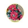 Poinsétia (flor de Natal) - Arquivos para Impressão e Recorte com Pinturas Digitais em PDF e Silhouette Studio