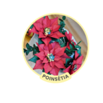 Poinsétia (flor de Natal) - Arquivos para Impressão e Recorte com Pinturas Digitais em PDF e Silhouette Studio